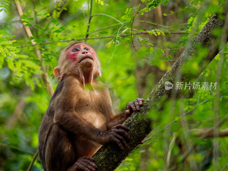 幼断尾猕猴(Macaca arctoides)，泰国keng kachan国家公园。